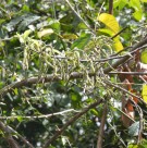 Live Plant Image