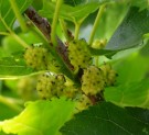 Live Plant Image