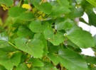 Live Plant Image