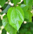 Live Plant Image