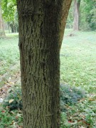 Live Plant Image