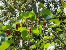Live Plant Image