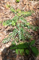 Live Plant Image