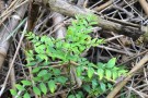 Live Plant Image