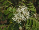 Live Plant Image