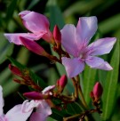 Live Plant Image