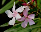 Live Plant Image
