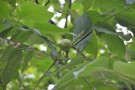 Live Plant Image