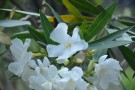 Live Plant Image