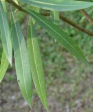 Live Plant Image