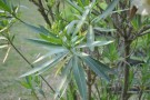 Live Plant Image