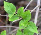 Live Plant Image