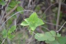 Live Plant Image