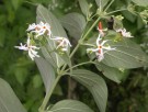 Live Plant Image