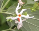 Live Plant Image