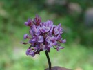 Live Plant Image