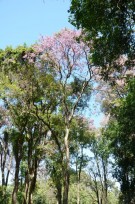 Live Plant Image