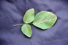 Live Plant Image