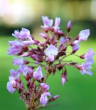 Live Plant Image