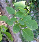 Live Plant Image