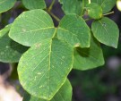 Live Plant Image