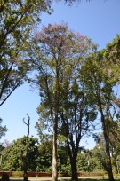 Live Plant Image