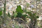 Live Plant Image