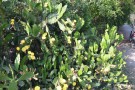 Live Plant Image