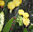 Live Plant Image