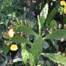 Live Plant Image