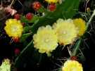 Live Plant Image