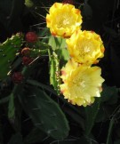Live Plant Image