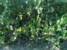 Live Plant Image