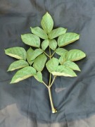 Live Plant Image