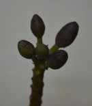 Live Plant Image