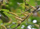 Live Plant Image