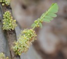 Live Plant Image