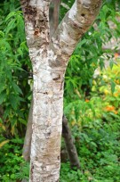 Live Plant Image