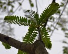 Live Plant Image
