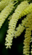 Live Plant Image