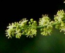 Live Plant Image