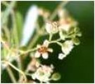 Live Plant Image