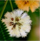 Live Plant Image