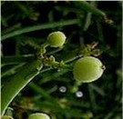 Live Plant Image