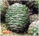 Live Plant Image