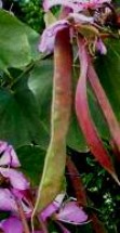 Live Plant Image