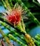 Live Plant Image