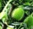Live Plant Image