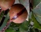 Live Plant Image