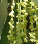 Live Plant Image